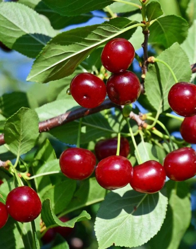 Prunus Carmine Jewel