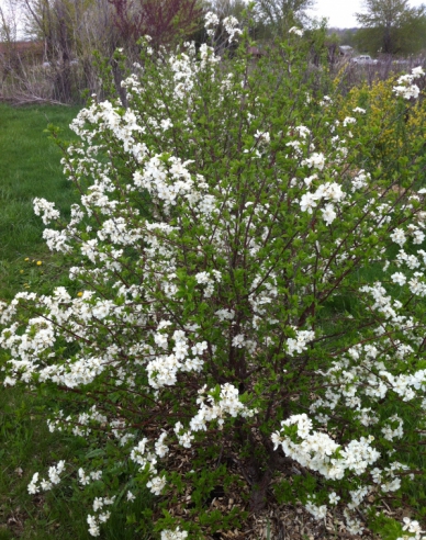 Prunus Carmine Jewel
