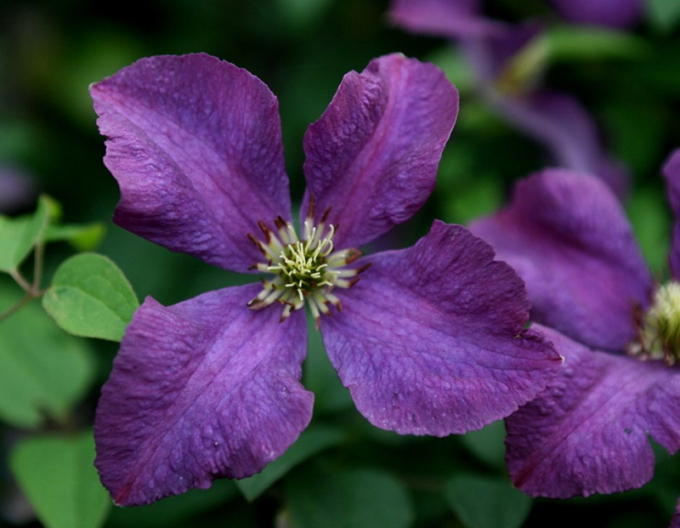 Waldrebe Etoile Violette