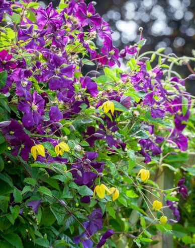 Waldrebe Etoile Violette