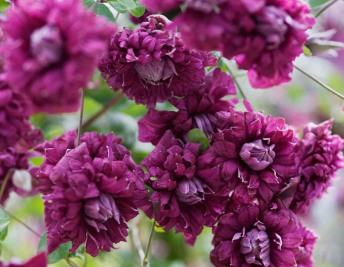 Waldrebe Purpurea Plena Elegans