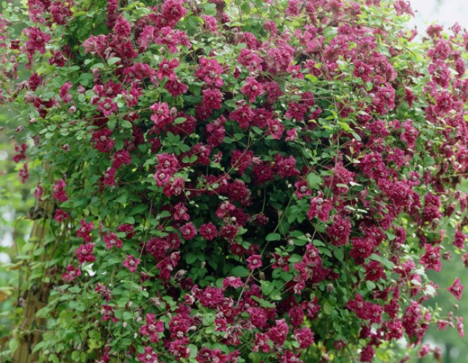Waldrebe Purpurea Plena Elegans