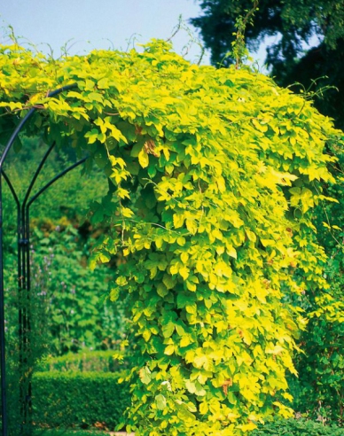 Wilder Hopfen Aureus