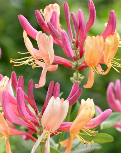 Feuer-Geißschlinge American Beauty