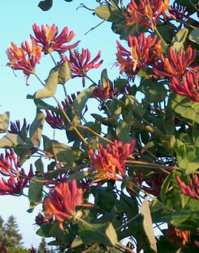 Feuer-Geißschlinge American Beauty