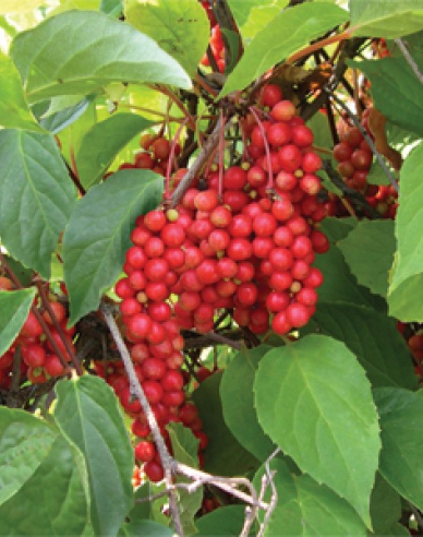 Chinesische Vitalbeere