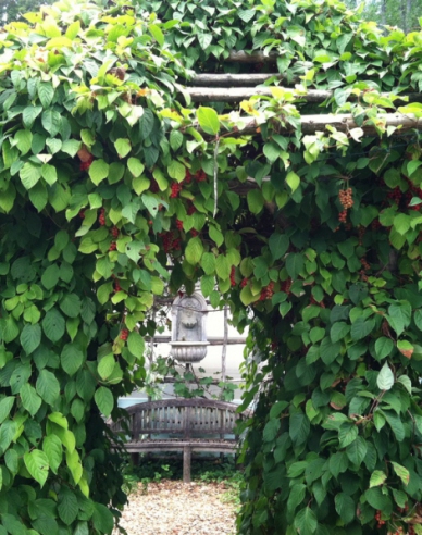 Chinesische Vitalbeere