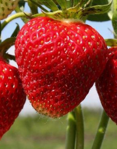 Erdbeere Elvira