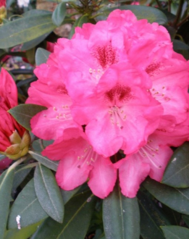 Rhododendron Sneezy