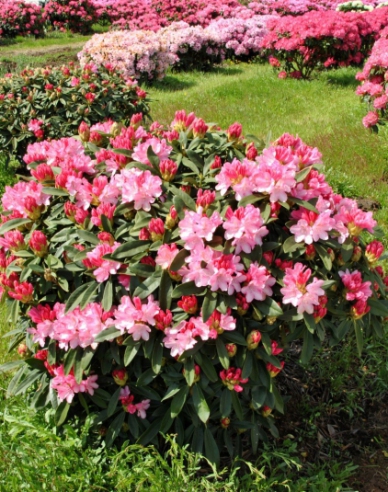 Rhododendron Sneezy