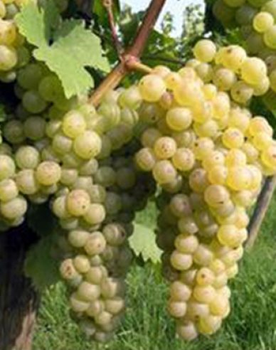 Tafeltrauben "Chrupka Weiss"