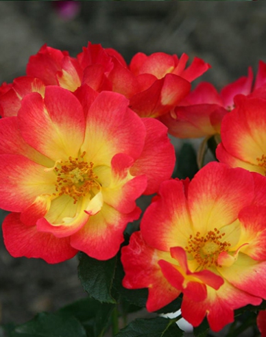 Rose Sommer der Liebe