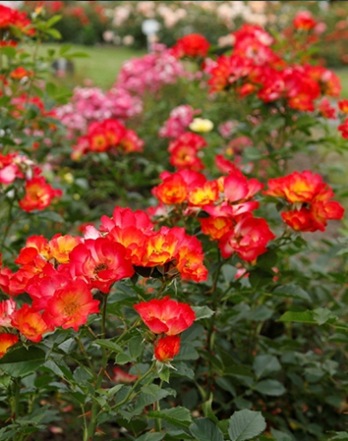 Rose Sommer der Liebe