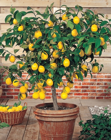 Zitronenbaum Limon
