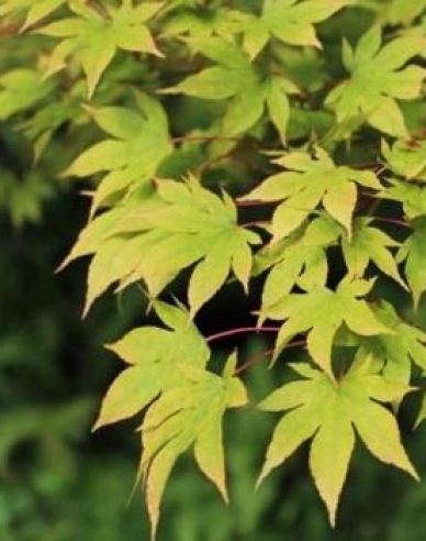 Ahorn Verde