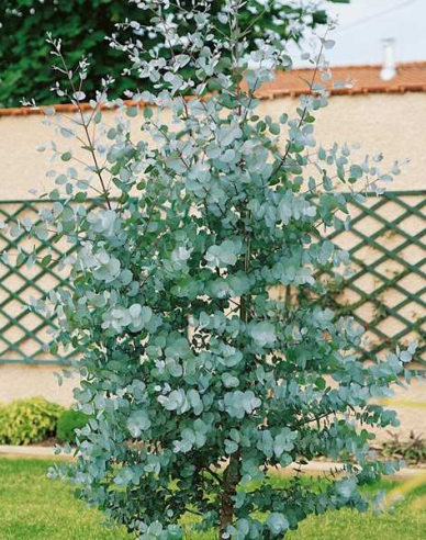 Eucalyptus Gunni