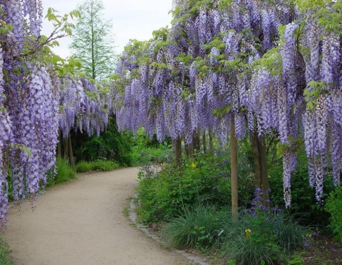 Blauregen Prolific