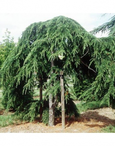 Himalaya-Zeder Pendula