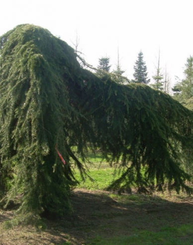 Himalaya-Zeder Pendula