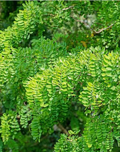Kugelakazie Umbraculifera