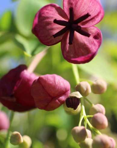 Fingerblättrige Klettergurke