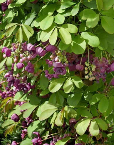 Fingerblättrige Klettergurke