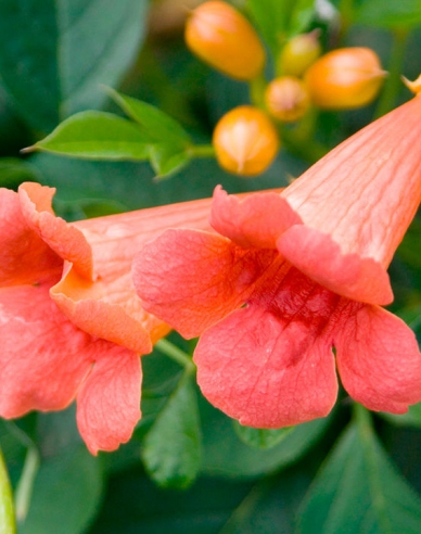 Trompetenblume Madame Galen