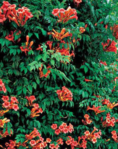 Trompetenblume Madame Galen