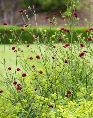 Mazedonische Witwenblume
