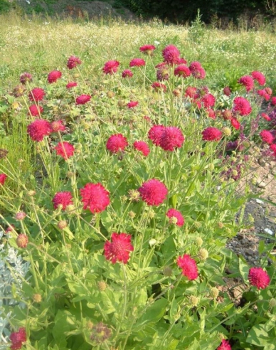 Mazedonische Witwenblume