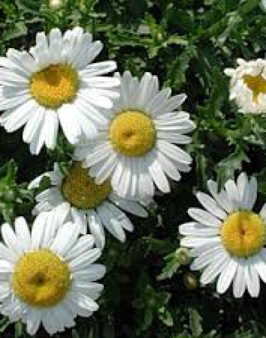 Wiesen-Margerite May Queen