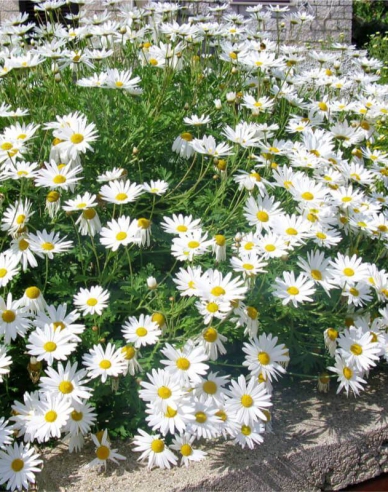 Wiesen-Margerite May Queen