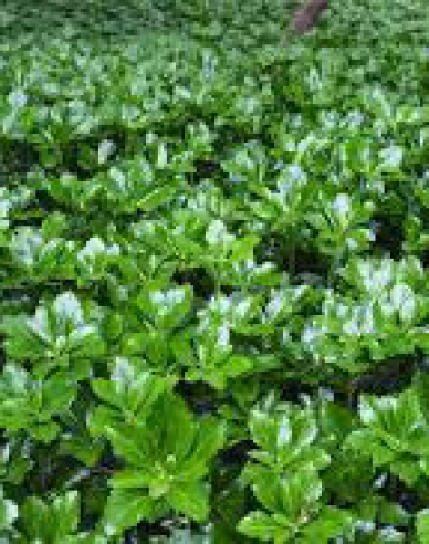 Pachysandra verticillata Green Sheen