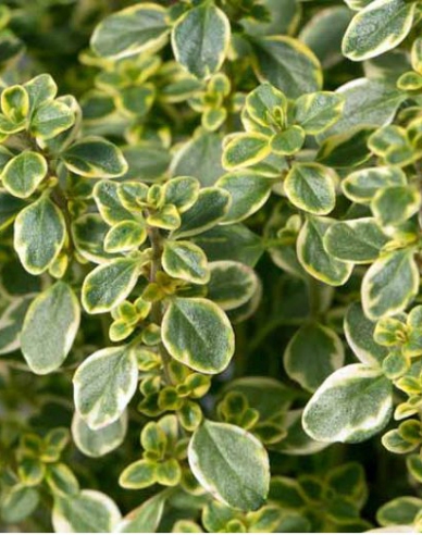 Zitronenthymian Lemon Variegata