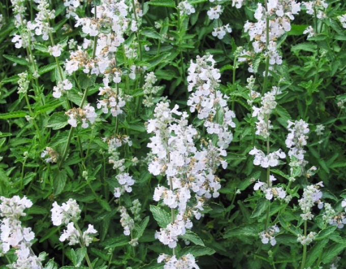 Katzenminze Alba