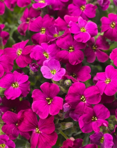 Aubrieta  Audrey Red