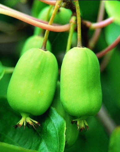 Mini-Kiwi Issai - selbstbefruchtende