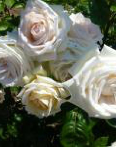 Rose Madame Anisette