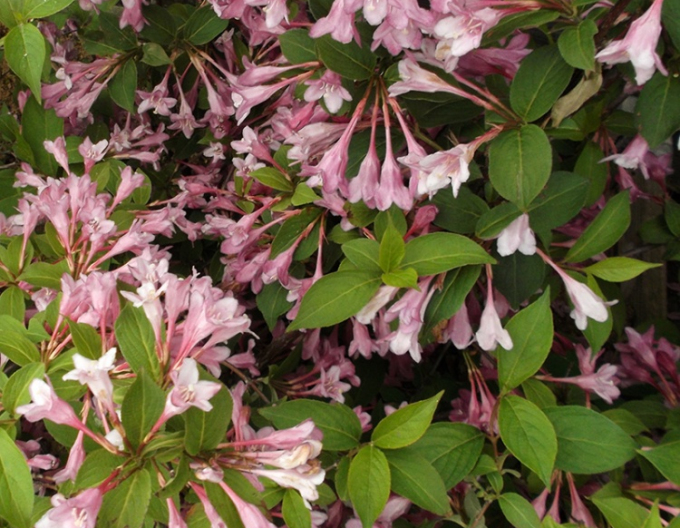 Weigelie Pink Princess