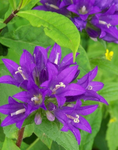 Glockenblume Superba