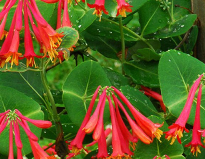Geißschlinge Dropmore Scarlet