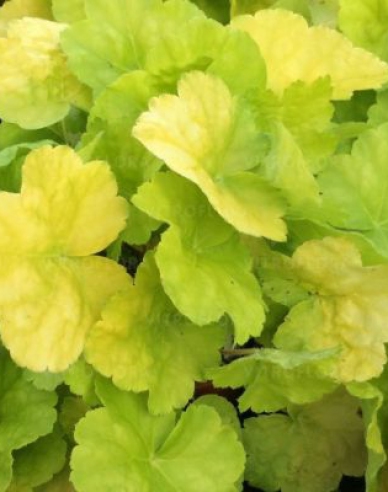 Purpurglöckchen World Caffe Romano