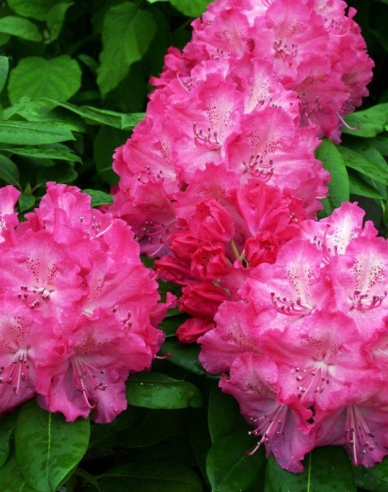 Rhododendron  Germania