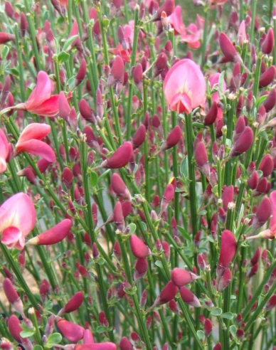 Elfenbein Ginster Hollandia