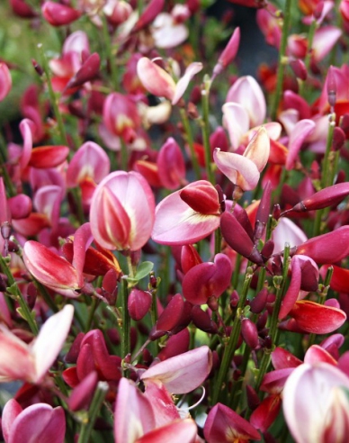 Elfenbein Ginster Hollandia