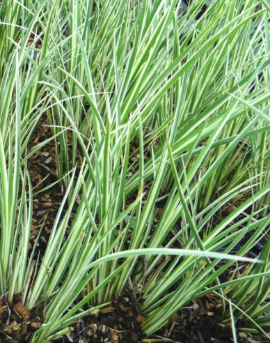 Kalmus Argenteostriatus