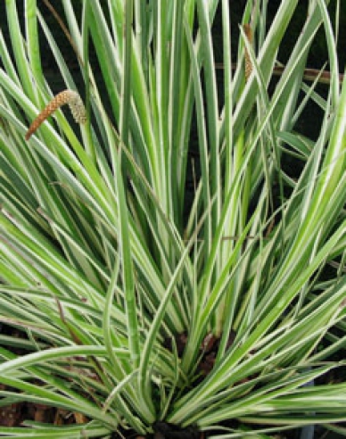 Kalmus Argenteostriatus