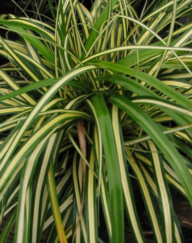 Austernpilz Aureovariegata