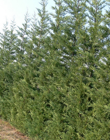 Leyland-Zypresse 2001