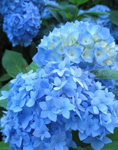 Hortensie großblättrig Nikko Blue